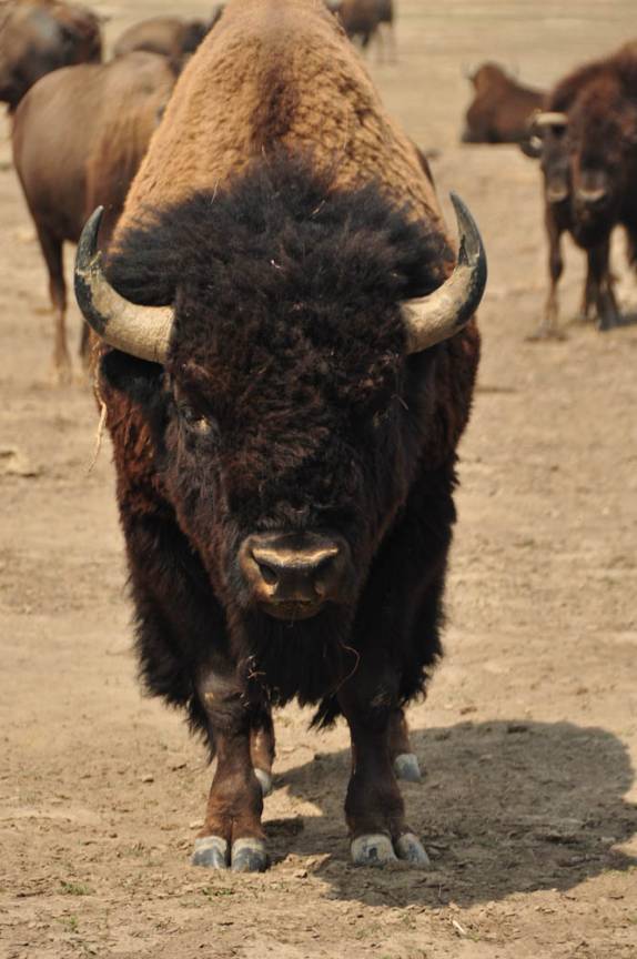 Encontro com bisões no Badlands National Park, em South Dakota, nos Estados Unidos